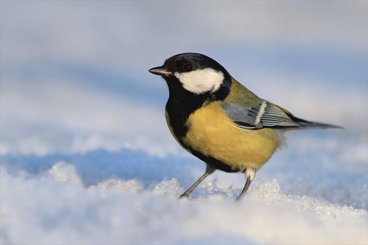 Top 10 najbardziej kolorowych polskich ptaków - Jest doskonale znanym wszystkim ptakiem.jpg